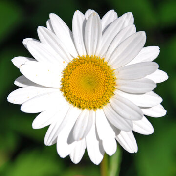 Margarite im Sommer