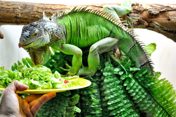 A big green iguana lizard sitting on a tree and eating.
