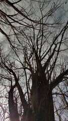 Obraz premium tree in winter