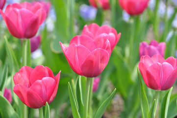 Fototapeta premium Pinke Tulpen