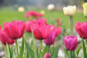 Pinke Tulpen