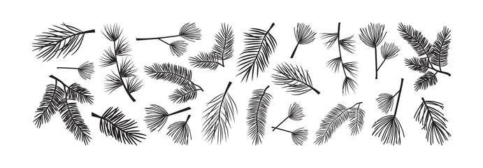 Christmas tree and pine, fir branch vector set. Evergreen plant. Winter nature illustration © Sylfida