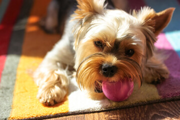 Funny little brown Yorkshire Terrier dog playing at home, holding a purple ball in his teeth. Pet toys. A playful, healthy puppy muzzle close-up. Canine backdrop. Doggy with clever eyes. Playful mood.