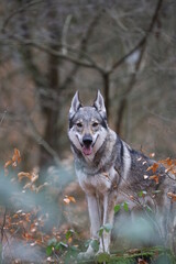 Tschechoslowakischer Wolfhund im Wald / Czechoslovakian wolf dog in the forest