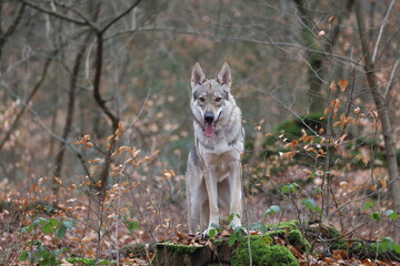 Tschechoslowakischer Wolfhund im Wald / Czechoslovakian wolf dog in the forest