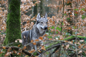 Tschechoslowakischer Wolfhund im Wald / Czechoslovakian wolf dog in the forest