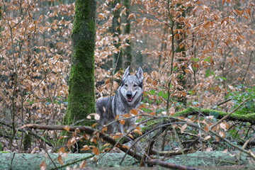 Tschechoslowakischer Wolfhund im Wald / Czechoslovakian wolf dog in the forest