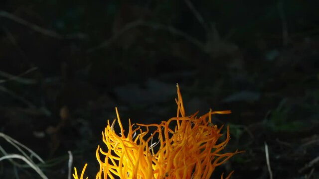 The tiny Springtail bugs on the Cordyceps militaris fungus found in the middle of the forest in Estonia