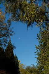 autumn in the forest