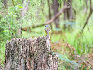 Red Robin Looking Away