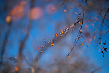 autumn leaves on the tree