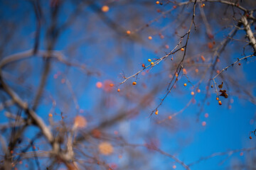 autumn leaves in the snow