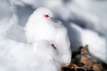 snow covered tree