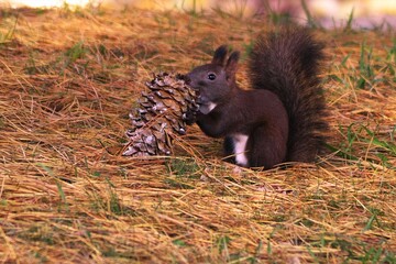 お食事中のエゾリス
