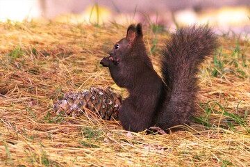お食事中のエゾリス