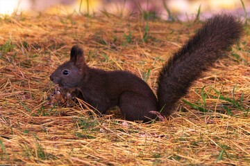 お食事中のエゾリス
