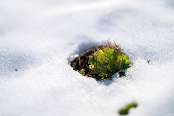 green moss covered with snow