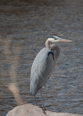 Great Blue Heron standing on a rock by Cache la Poudre river in Fort Collins, Colorado