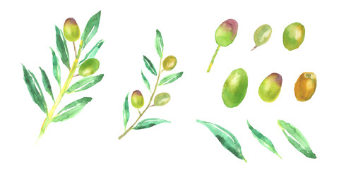 水彩で描いたオリーブの枝葉と実のイラスト