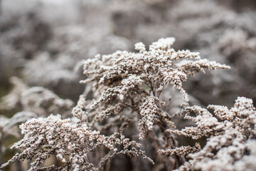 Frosted plants on a cold autumn morning