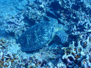Obraz premium 沖縄・石垣島の海底でくつろぐウミガメ