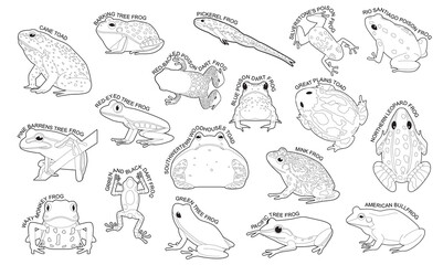 Frog Set Various Kind Identify Cartoon Vector Black and White