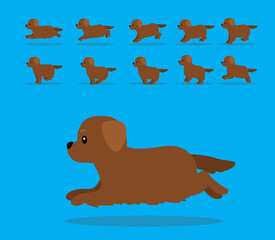 Animal Animation Sequence Dog Golden Retriever Cartoon Vector Chocolate Coat