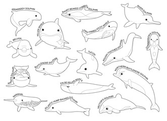 Dolphin Set Various Kind Identify Cartoon Vector Black and White