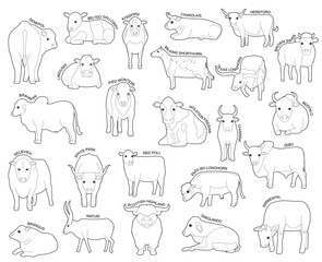 Domestic Cow Set Various Kind Identify Cartoon Vector Black and White