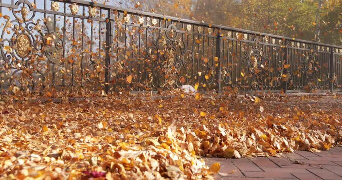 Gardeners remove fallen leaves for composting in the park.