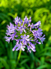Flor Agapanto (Agapanthus africanus).