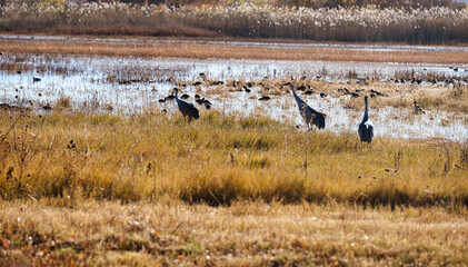 Obraz na płótnie Canvas Sandhill cranes and assorted ducks feeding in a wetland