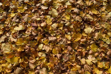 Leaves On The Ground