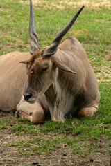 animales
