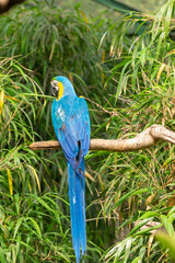 animales