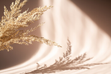 Abstract background with dried pampas grass and shadows on beige wall. Floral silhouette on beige background - 469610414