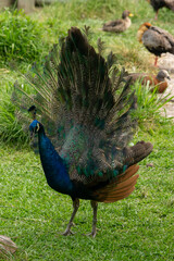 Obraz premium animales