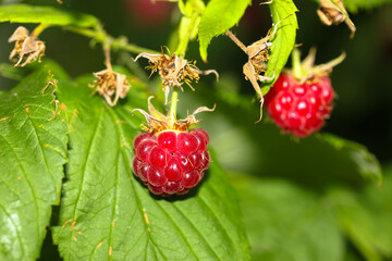 Juicy sweet pink raspberries growing on a branch of a bush against green leaves.