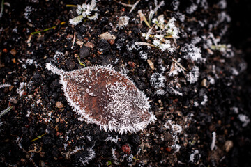 Frosted brown dead tree leaf on the ground on a cold autumn morning