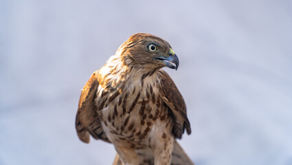 Sparrow Hawk Eagle