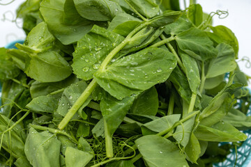 Fresh, bright green Dutch sprouts