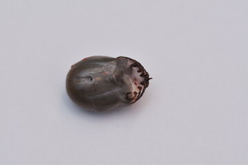  A big tick on white background