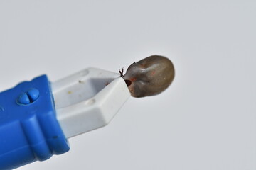  A big tick in a tick extractor, Tick Remover  Ixodes ricinus. Dangerous insect mite. Encephalitis