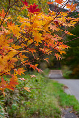 田舎の道路わきの紅葉したモミジ。