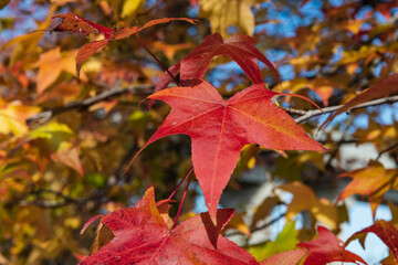 赤く色づくアメリカ楓の葉