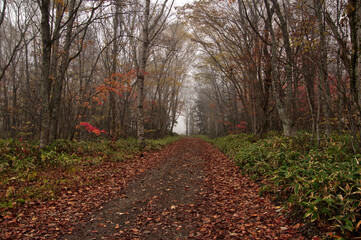 葉の落ちた木々の間を通る田舎道。