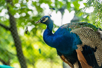 Obraz premium peacock in the zoo