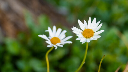 Obraz premium Common daisy flowers