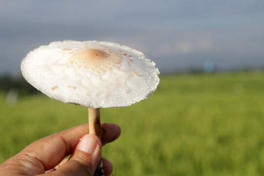 Leucoagaricus leucothites, white dapperling, or white Agaricus mushroom stem side view  in the hand on blurry green paddy field background.