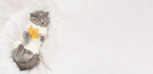 Gray fold kitten sleeping on a white blanket in a white knitted sweater with a yellow maple leaf in its paws, top view. Stretched horizontal panoramic image for banner